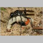 Ammophila sabulosa - Sandwespe 00-w05b 18mm mit Eulenspinner-Raupe - Drepanidae.jpg